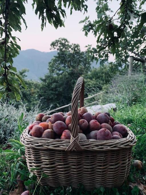 Il Riccio Appartamento تْشيرنوبيو المظهر الخارجي الصورة